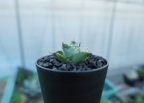 アガベ　チタノタ　ライオンズメーン　Agave titanota Lion's Mane