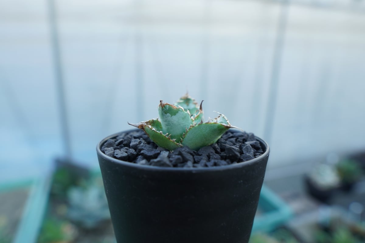 アガベ チタノタ ライオンズメーン Agave titanota Lion's Mane |