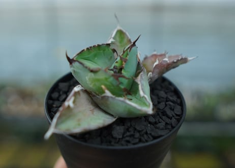 アガベ　チタノタ　 ブラックアンドブルー 　Agave titanota black and blue　No.11