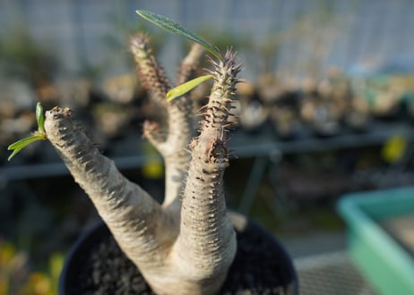 パキポディウム マカイエンセ　Pachypodium makayense　No.4