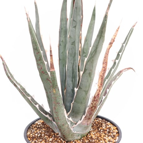 キシロナカンサ　大株　約80cm Yahoo!オークション -「アガベ キシロナカンサ」の落札相場