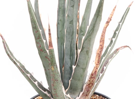Agave difformis Swordish