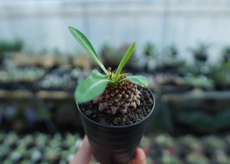 ユーフォルビア 鉄甲丸 Euphorbia bupleurifolia | mana's fa