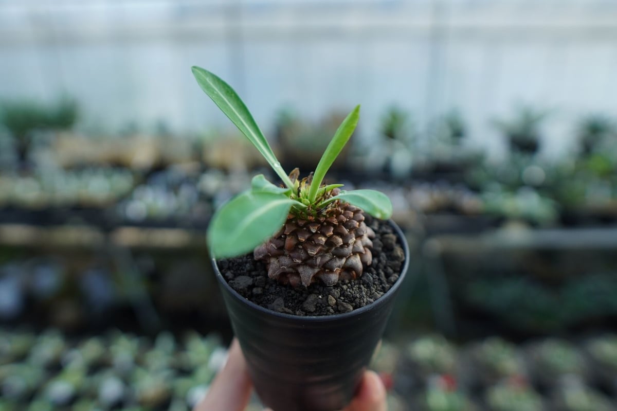 ユーフォルビア 鉄甲丸 Euphorbia bupleurifolia | mana's fa