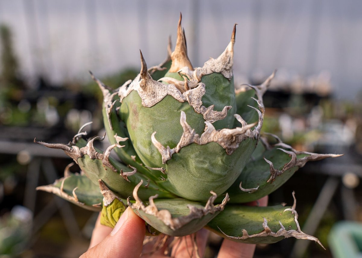 Agave titanota caesar 凱薩 | mana's green:塊根植物販売|...