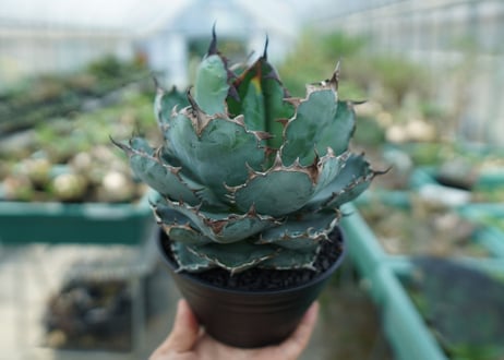 アガベ　チタノタ　 ブラックアンドブルー 　Agave titanota black and blue　No.10
