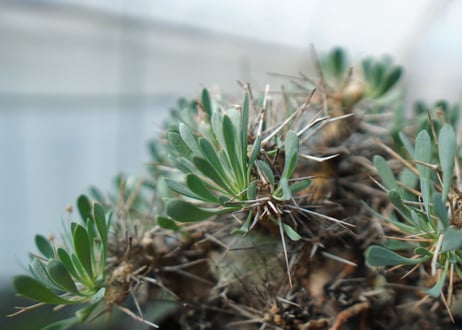 オトンナ　ユーフォルビオイデス　Othonna euphorbioides　C2