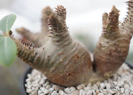 パキポディウム　マカイエンセ　Pachypodium Makayense　NO.2