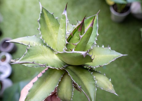 Agave kercovei x titanota NO.3