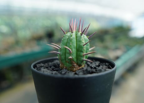 ユーフォルビア　フェロックス　Euphorbia ferox  No.2