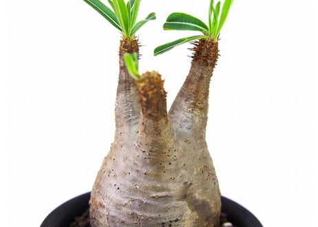 Pachypodium Gracilius パキポディウム  グラキリス  №４ little