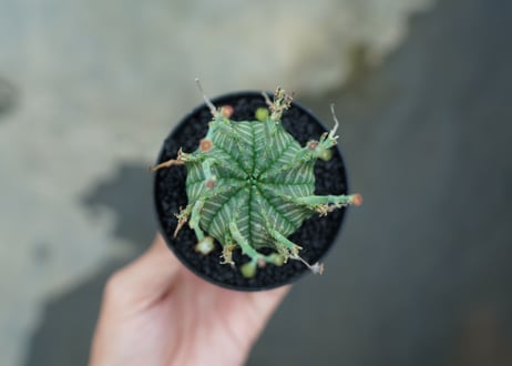 ユーフォルビア　バリダ　Euphorbia valida　No.5