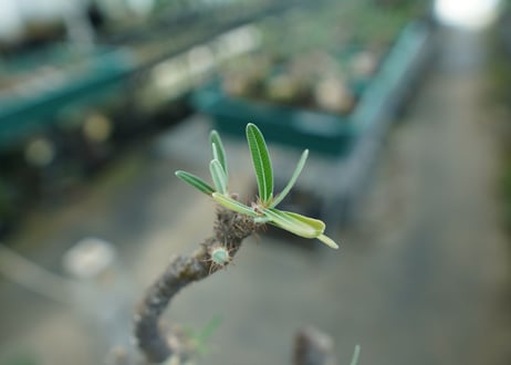 パキポディウム　グラキリス　 Pachypodium Gracilius  No.1
