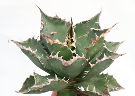 Agave titanota FO-76 dwarf  compacta  no.2