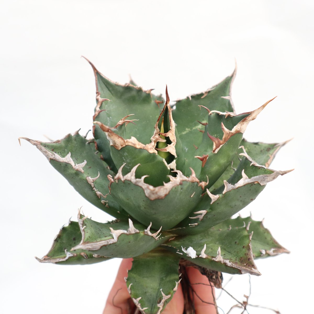 Agave titanota FO-76 dwarf compacta no.2 | ma