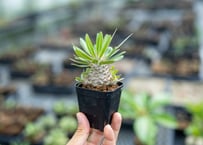 アガベ サングロー Agave Sun Glow | mana's farm:塊根植物・アガ