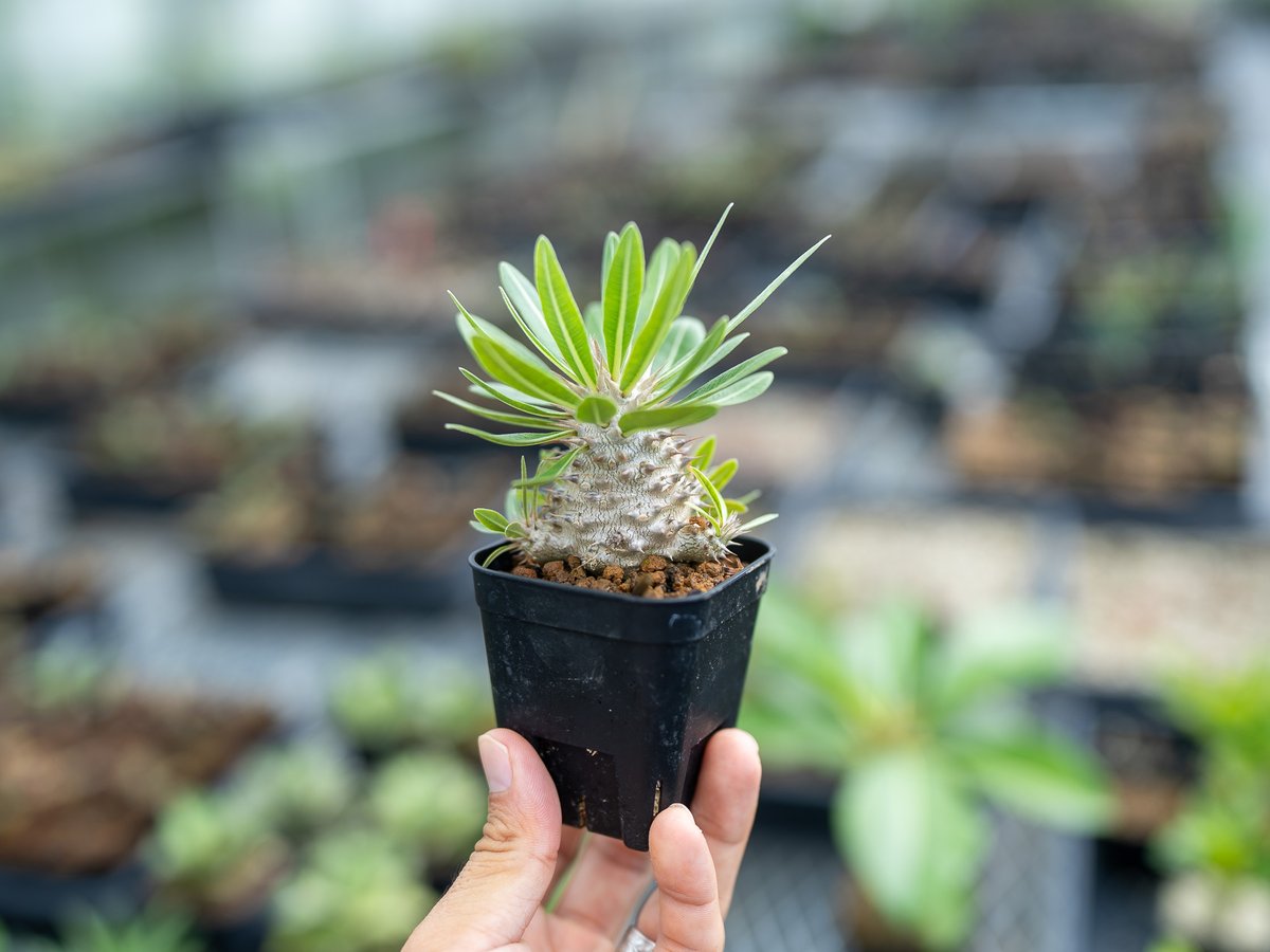 パキポディウム デンシフローラム 沖縄実生 | mana's farm:塊根