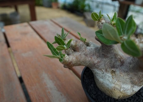 パキポディウム　エブレネウム　Pachypodium eburneum  No.1