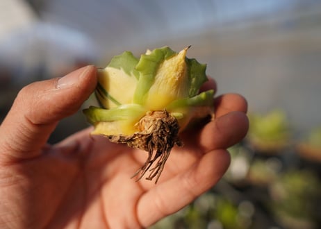 agave 王妃雷神黄中斑 NO.1
