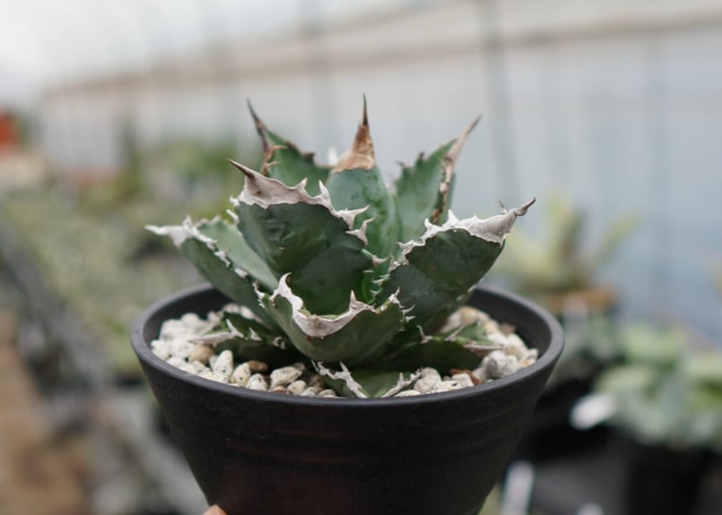 Agave White flame B 白火焔 NO.2 | mana's farm:塊根植