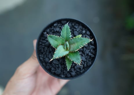 アガベ　チタノタ　FO-76　Agave titanota  FO-76　No.5