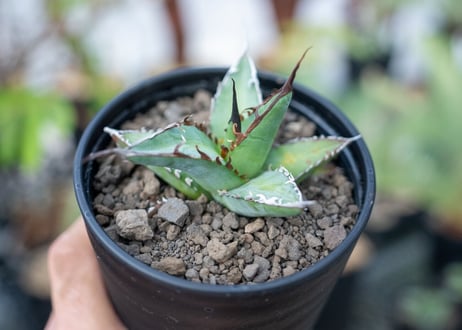 アガベ　オテロイ　agave oteroi　No.1