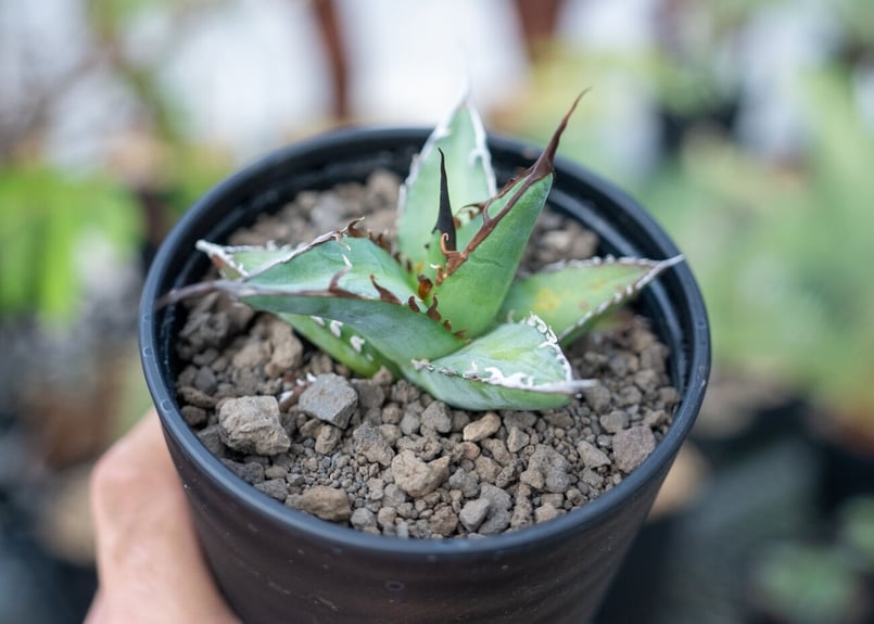 アガベ子株　Oteroi 現地産　【本物】バケモノ アガベ オテロイ agave oteroi No.1 | mana's farm:塊根植物・ア