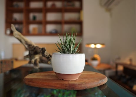 十二の巻　Haworthia fasciata