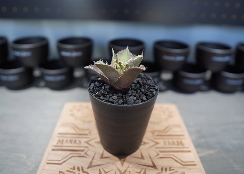 アガベ チタノタ FO-76 No.5 | mana's farm:塊根植物・アガベ・ドライガ