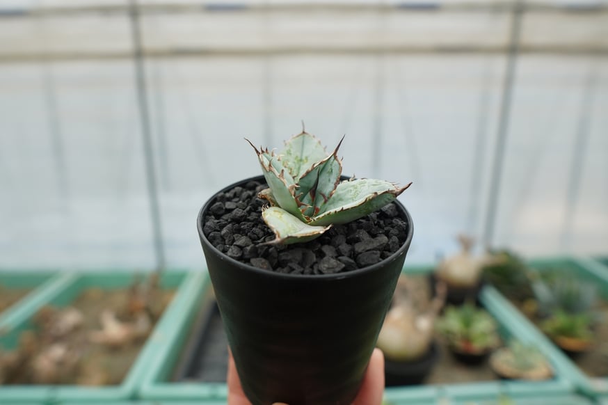 スタッフ大樹が本気で選ぶオススメ株5選！ | mana's farm:塊根植物