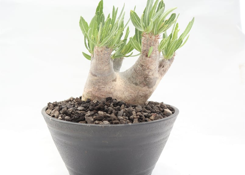 パキポディウム イノピナツム | mana's farm:塊根植物・アガベ・ドライ