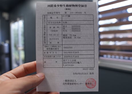 エンセファラルトス　プリンセプス