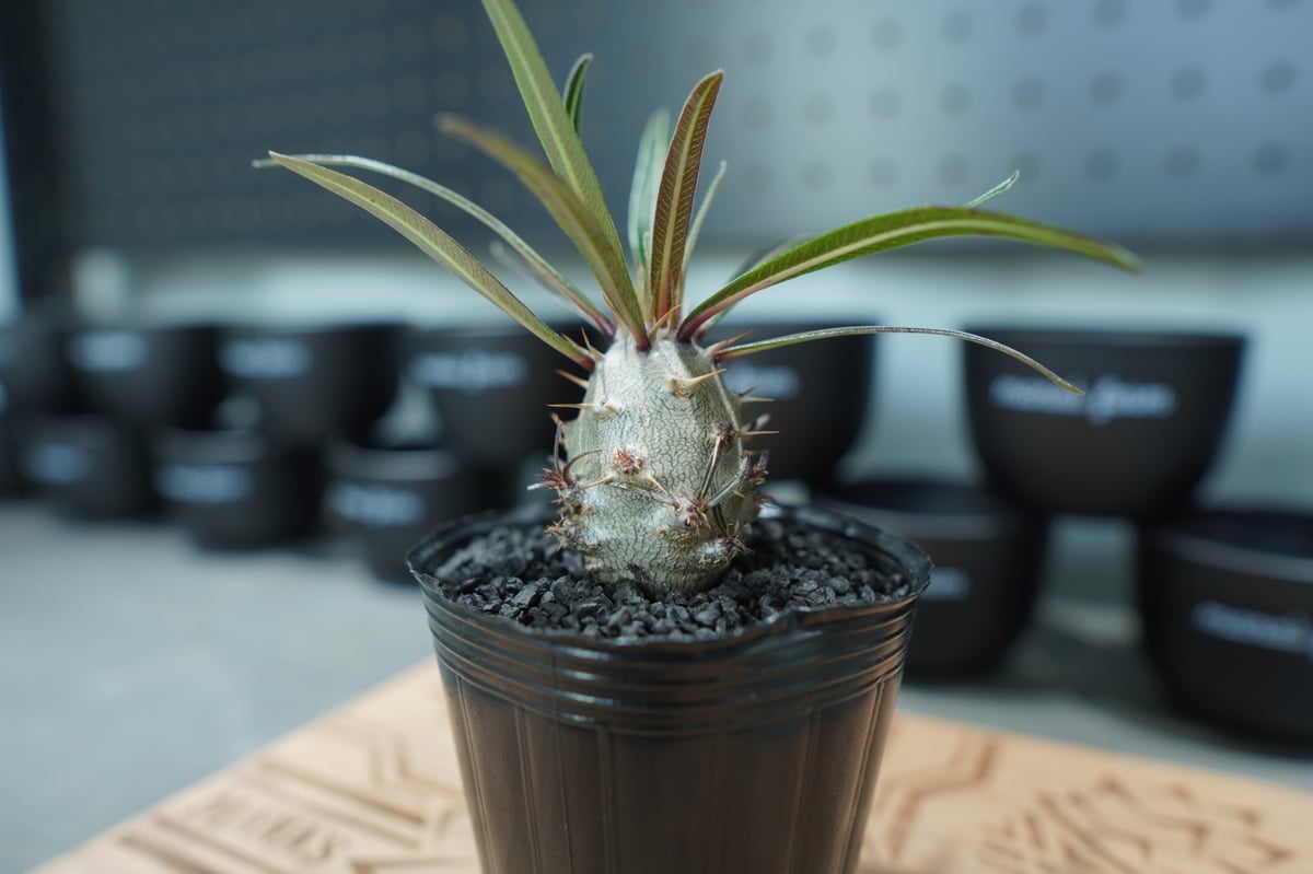 国内実生株 パキポディウム ウィンゾリー実生 27(グラキリス パキプス アガベ パキポディウム ウィンゾリー 実生株 057 Pachypodium windsorii