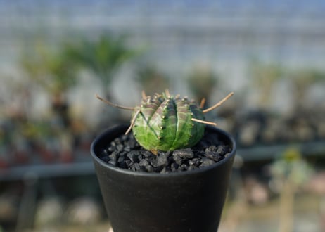 ユーフォルビア　スーパーバリダ　Euphorbia super valida  No.1