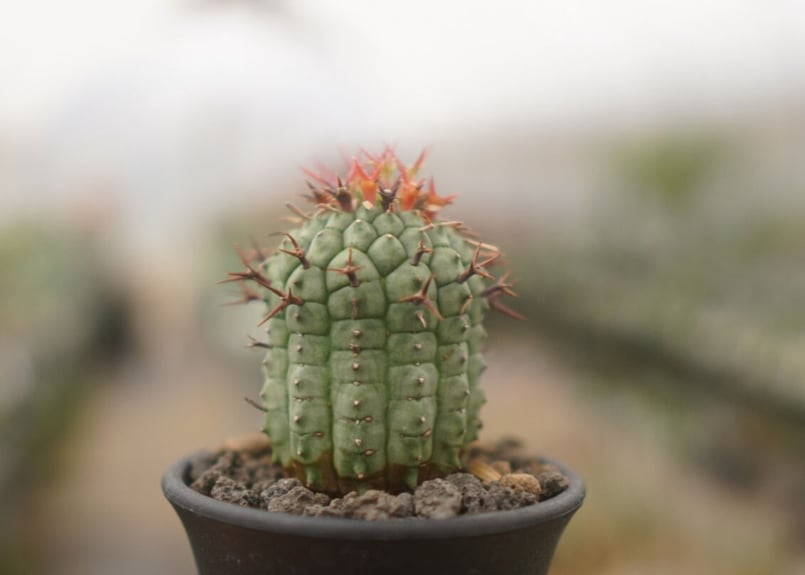 ユーフォルビア 群星冠 NO.1 | mana's farm:塊根植物・アガベ・ドライ