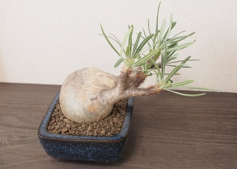 パキポディウム グラキリス Pachypodium Gracilius no.2