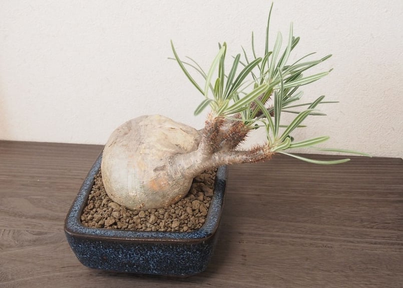 パキポディウム  グラキリス　盆栽仕立て　中株 パキポディウム グラキリス 盆栽仕立て 中株 【公式通販】