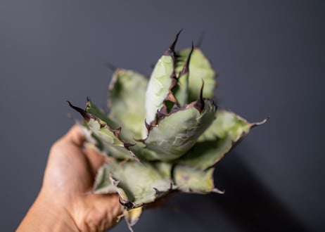 Agave titanota Agave B&B No.6