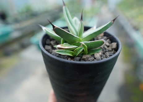 アガベ　ニッケルシー 　Agave nickelsiae