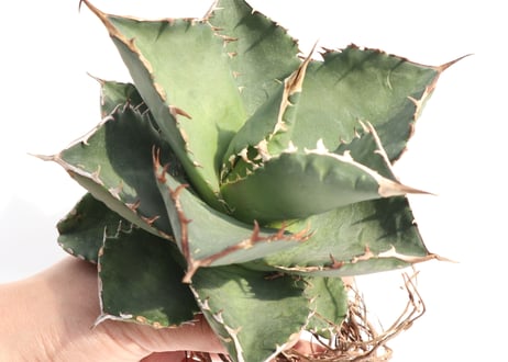 Agave titanota FO-76 compacta dwarf  no.4