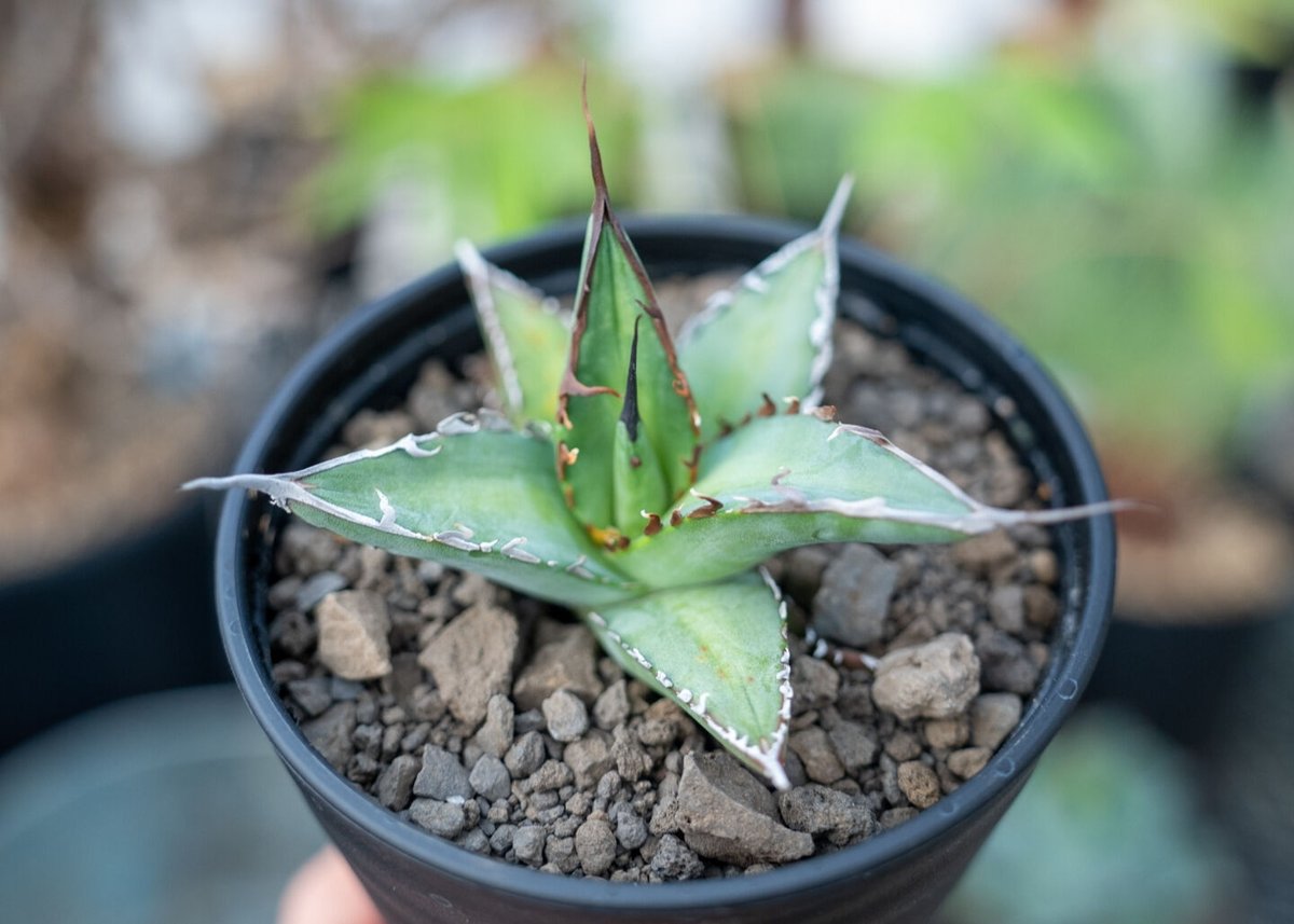 チタノタ　オテロイ　NO.1 50cmオーバー チタノタ オテロイ NO.1 50cmオーバー チタノタ オテロイ NO.1 50cm