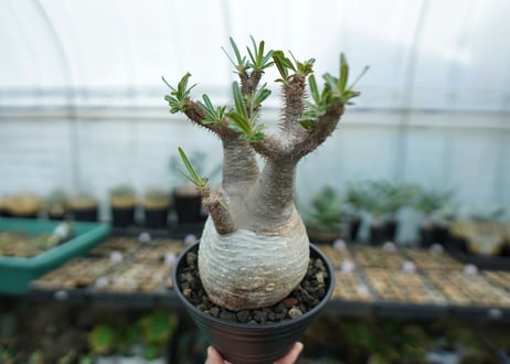 パキポディウム　グラキリス　 Pachypodium Gracilius  No.5