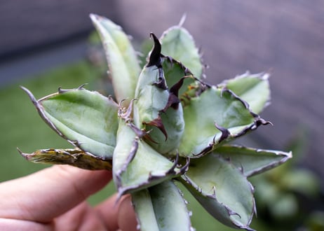 Agave B&B C NO.4 (G)