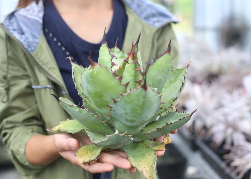 Agave B&B | mana's farm:塊根植物・アガベ・ドライガーデン植物販売