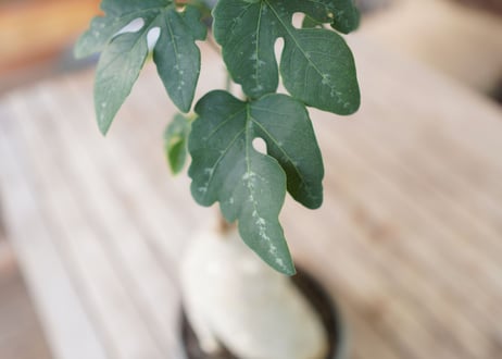 アデニア　ペリエリ　Adenia perrieri