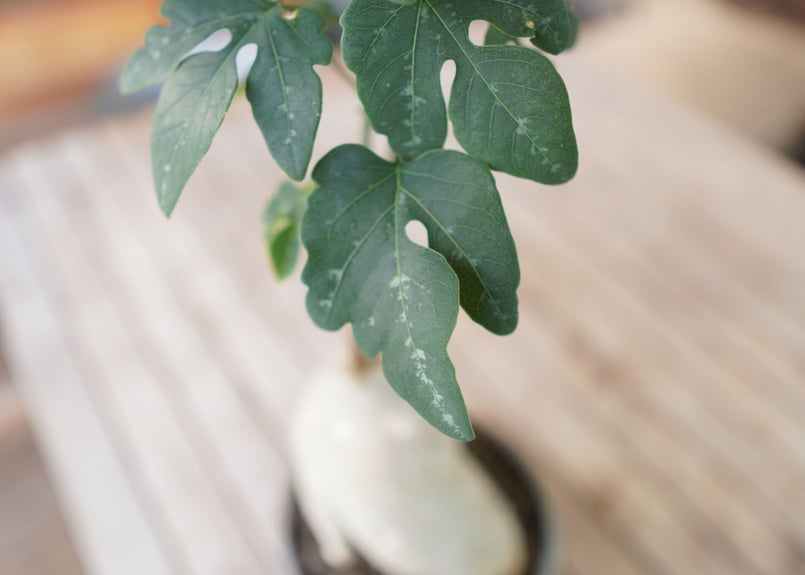アデニア ペリエリ Adenia perrieri | mana's farm:塊根植物