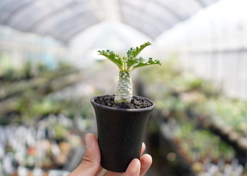 【レア/塊根植物】ドルステニア ラブラニー メス株（大株）鉢植え J ドルステニア：ラブラニー 2.5号鉢植え* の通販 | 園芸ネット