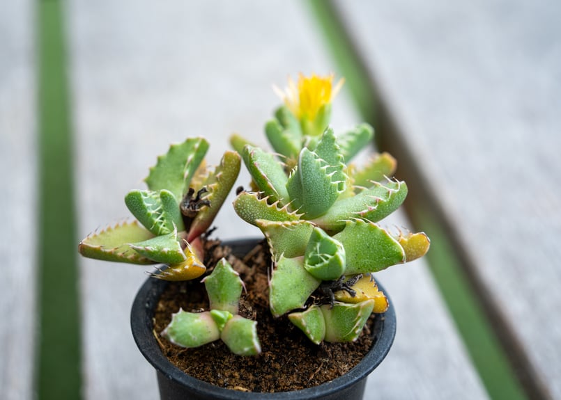 フォーカリア | mana's farm:塊根植物・アガベ・ドライガーデン