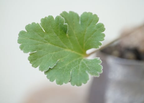Pelargonium lobatum