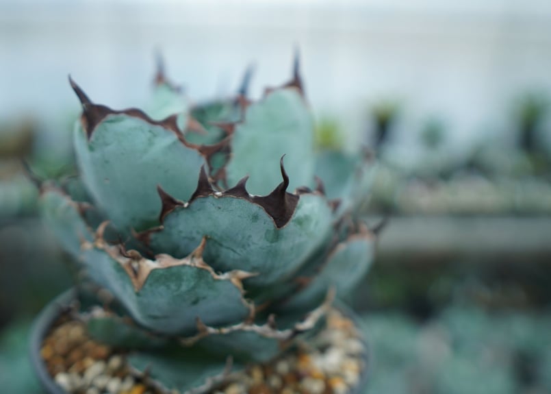 アガベ　チタノタ　Black and Blue アガベ チタノタ ブラックアンドブルー Agave titanota black